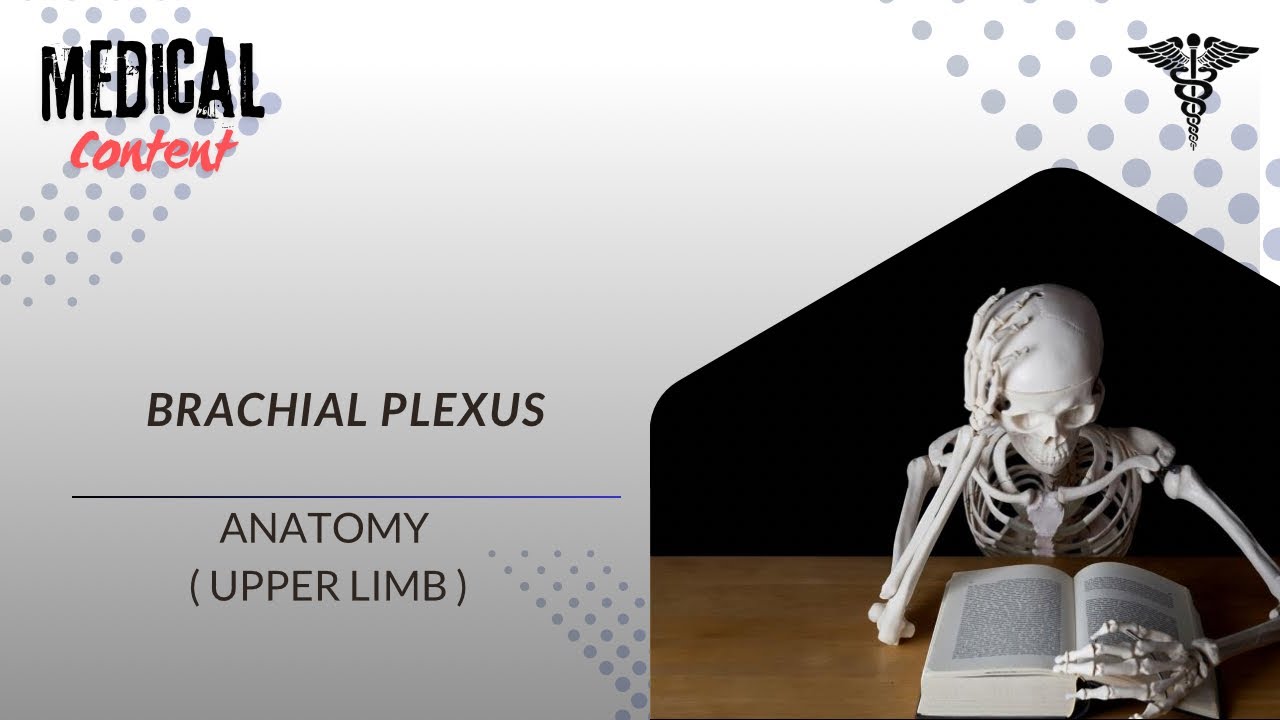 Brachial Plexus by Dr. Ashwani Kumar 
