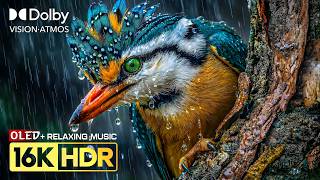 BEST Animals Nature Video | 16K HDR RELAXING MUSIC | Dolby Vision 120fps (8K/4K Video TV)