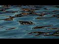 Water Ripple Abstract ⚡ | 4 Hours Ambient Background | Study & Work | Calm Veritas