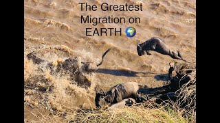 The Great Northern Serengeti Migration Part II