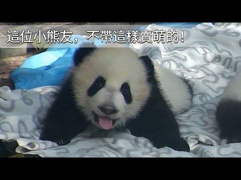 《熊貓早晚安》這位小熊友，不帶這樣賣萌的！ | iPanda