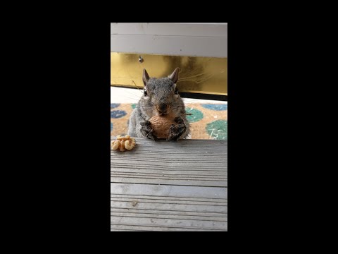 Fluffy the squirrel