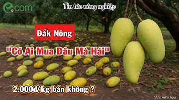 Xoài Chín Đầy Vườn Nhưng Nông Dân Không Buồn Hái – Vì Sao?