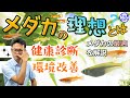 "理想のメダカ"とは！？メダカにとって最適な体形・飼育環境を考える
