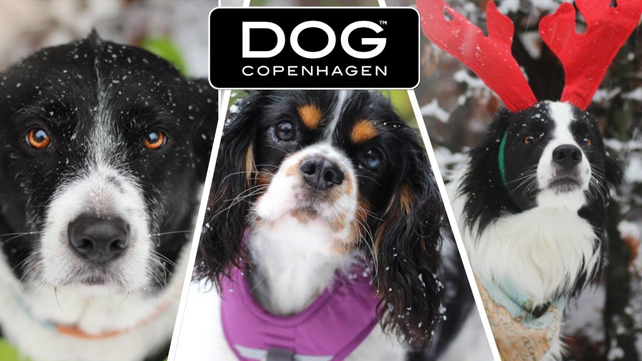 MEET US!! TESTING DOG COPENHAGEN DOGGEAR YouTube