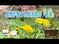 【ｸﾞﾗｳﾝﾃﾞｨﾝｸﾞ・体と心・豊かさ・安心・受容・包容力・生命力・喉のﾁｬｸﾗ・432Hz】大地に力強く咲く『たんぽぽ』が奏でる『音の風水』♪（Part 84）