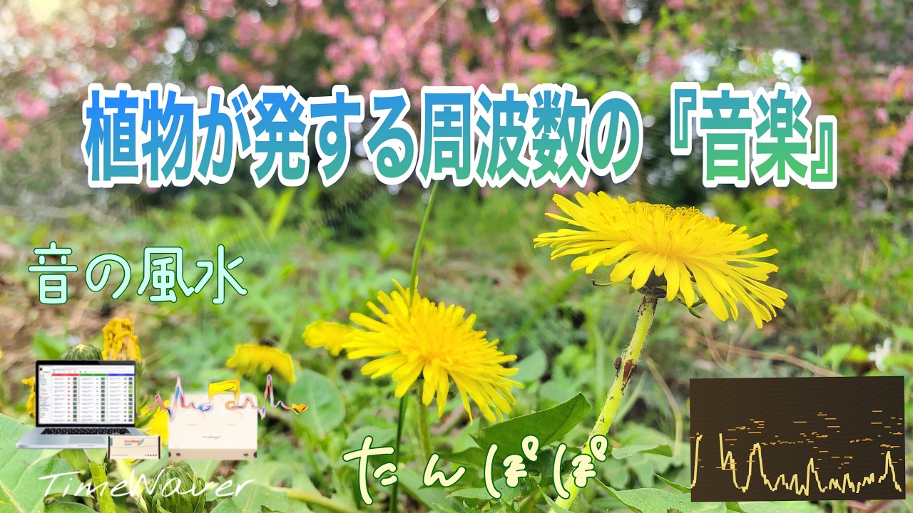 【ｸﾞﾗｳﾝﾃﾞｨﾝｸﾞ・体と心・豊かさ・安心・受容・包容力・生命力・喉のﾁｬｸﾗ・432Hz】大地に力強く咲く『たんぽぽ』が奏でる『音の風水』♪（Part 84）