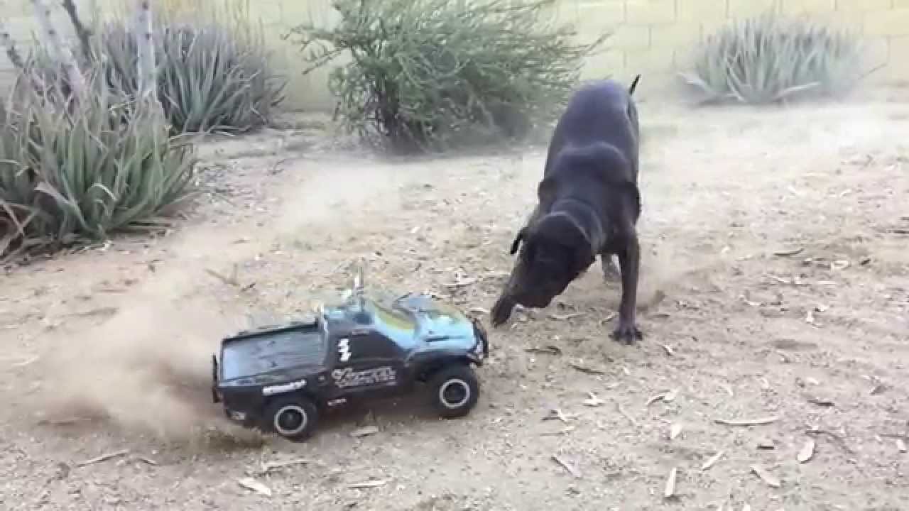 Dog Attacks RC Car! 240fps Slow Motion YouTube