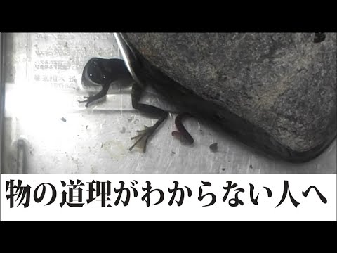 カジカガエル飼育その後 削除ブロックしまくりますた Youtube