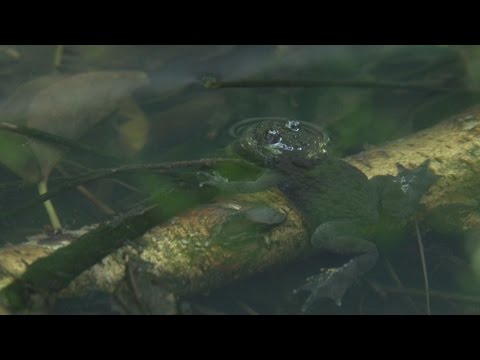 Video: Čo robia mokrade pre rastliny a živočíchy?