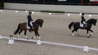 Van Olst Horses Inverness KWPN Stallion Show 2022