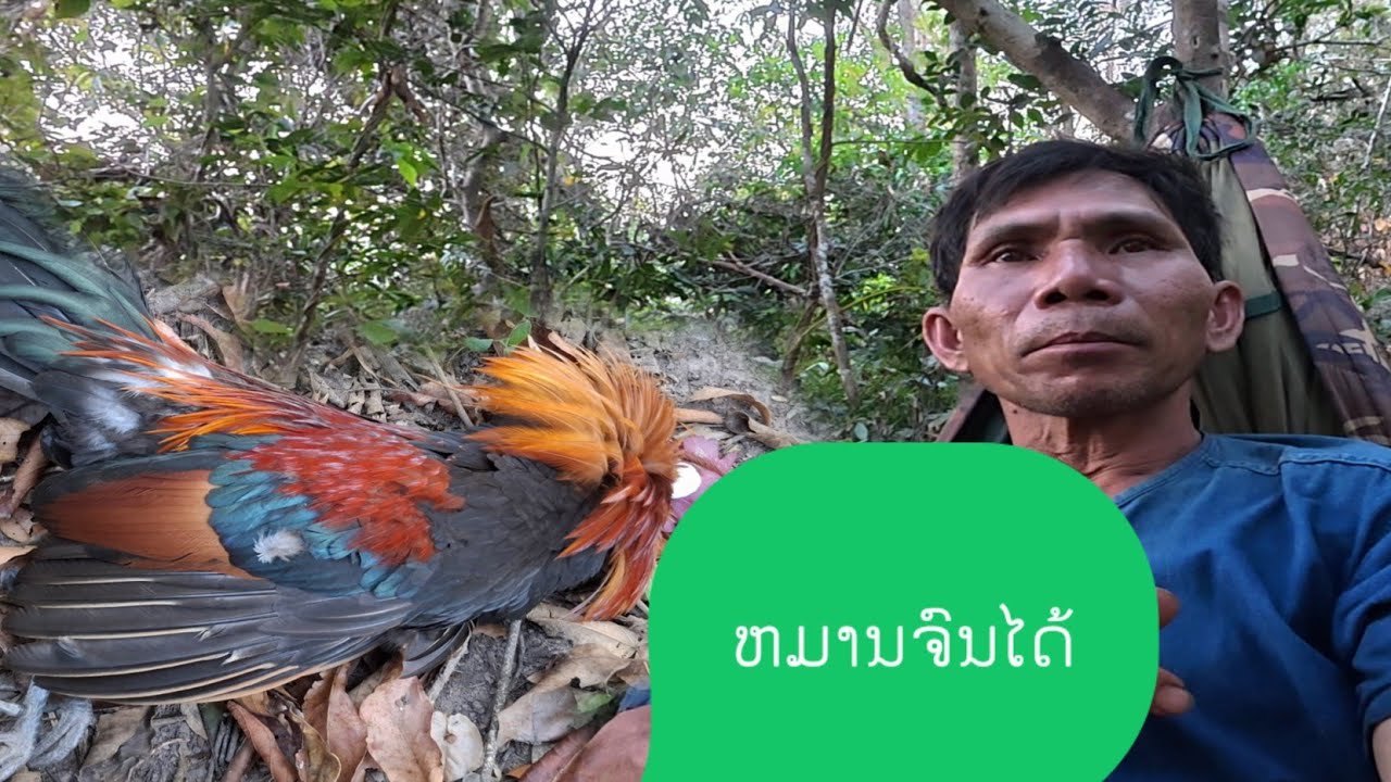 1มี.ค. ค.ศ. 2026ดักไก่ป่าลงกินมันหมานๆ