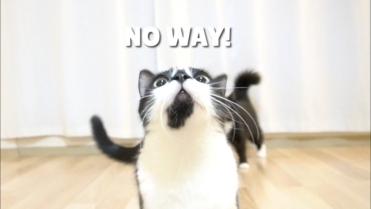 Cats see pampas grass first time YouTube