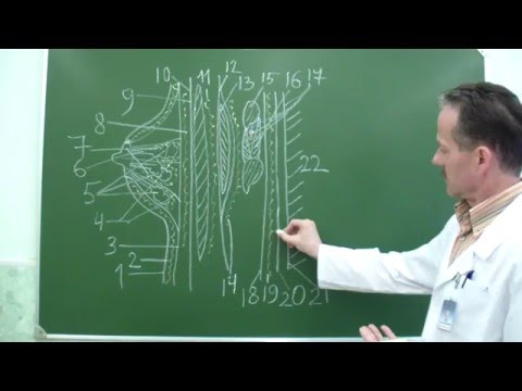 Топографическая анатомия передней стенки грудной клетки