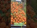 #بركان #المغرب #السعيدية #نافيل #berkane #navil #anouarfruits