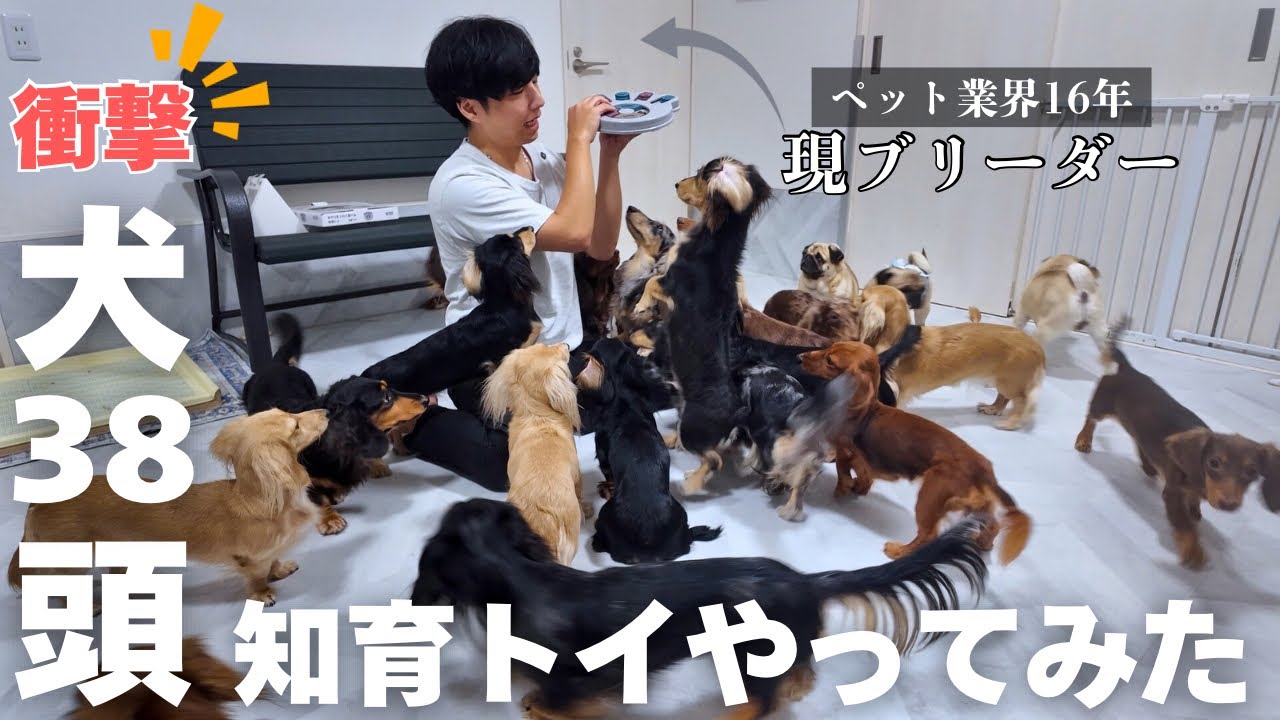 【衝撃映像】犬38頭で知育トイ開けたらすごい映像が撮れた