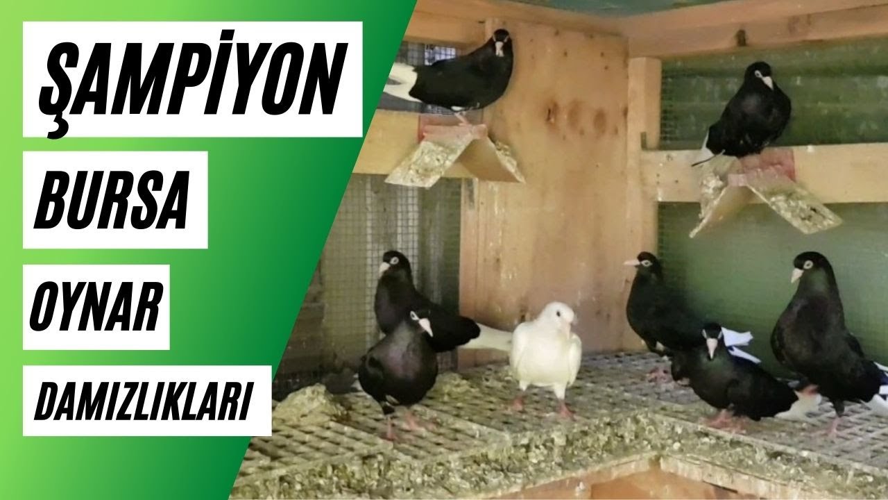 Şampiyon Damızlık Bursa Oynar Güvercinleri | Bursa Tarihine Ait Safkan Güvercinler | BURSA