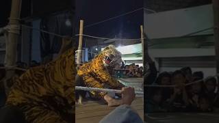 Download Lagu MACANAN BURUNG DADALI BANYUWANGI MANYAR MP3