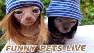 Funny pets life; funny cats and dogs; fanny animal | Приколы с кошками и собаками; смешные животные