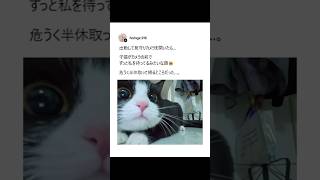 【速報...　猫　かわいい】SNSでバズった投稿にアフレコｗ⑪