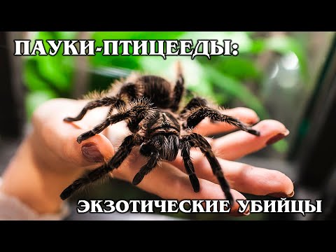 BIRD-EATING SPIDERS: They like to hunt their own kind | Interesting facts about spiders and animals