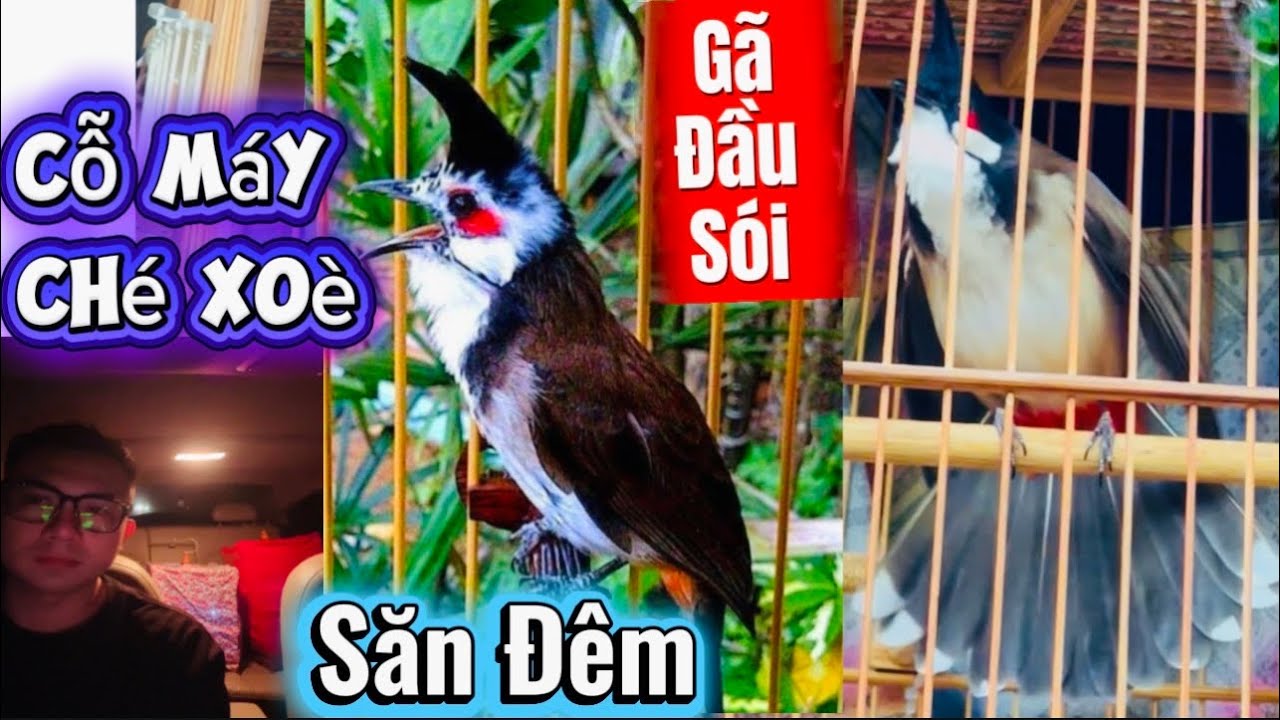 MÁY CHÉ MƠ ĐẦU SÓI CỰC HUNG DỮ GIÁ.ÊM CHƠI TẾT | CỌP DÂN SIÊU XOÈ SIÊU SỤC NẾT NHANH MẠNH VỀ ĐỘI
