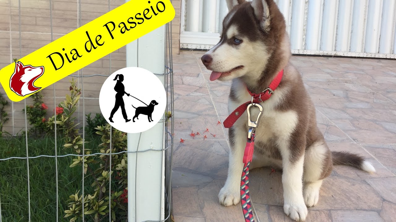 Qual a melhor coleira para husky siberiano Clearance