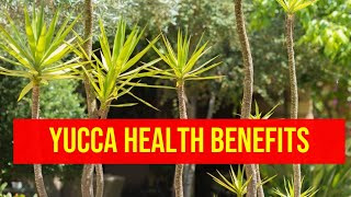 Health Benefits of Yucca: Everything You Need to Know
