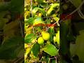 indin Jujube ka bagan#shortvideo #viral #jujubi