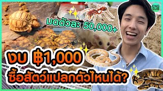 งบ ฿1,000 ซื้อสัตว์ Exotic ตัวไหนได้บ้าง!! แต่เจอ”มด”ตัวละ50,000บาท!!