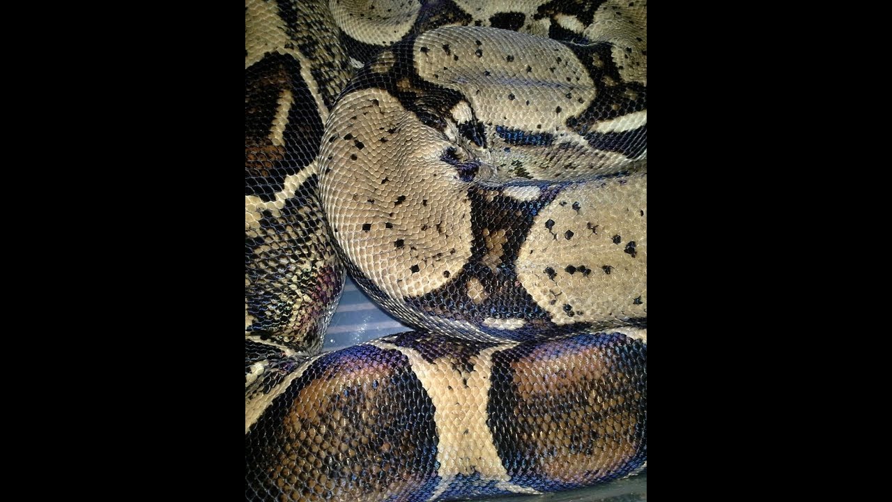 reptile lovers live with 80 snakes My Goddess Artemis! (+Rehousing your reptiles *pets* Prt. 1)!