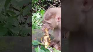monkey 11#short#monkeyplace