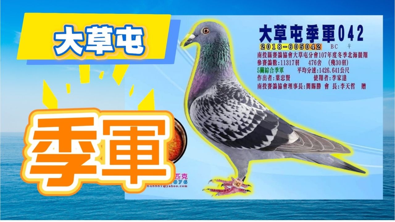 大草屯季軍+收藏鴿 #賽鴿 #賽鴿比賽 #賽鴿交流