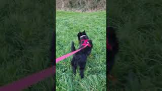Scottish Terrier Puppy 'Skye' is our little runaway     #shortsfeed