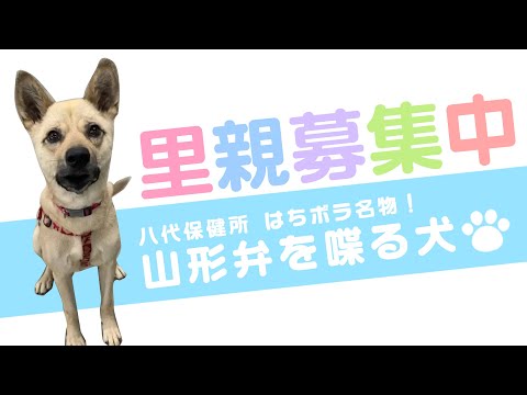 はちボラ里親募集中 山形弁を喋る犬 Youtube はちボラ里親募集中 山形弁を喋る犬 Youtube