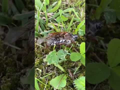 Video: Kumbang Berbulu Abu-abu Rakus