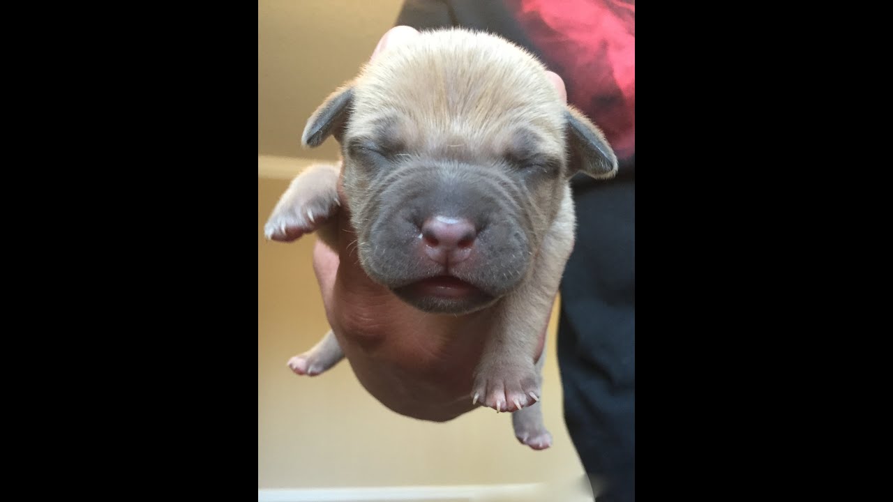 2 week old pitbull puppies