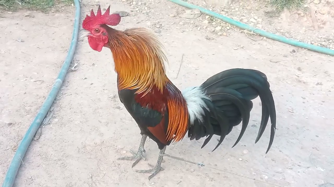 26 (1) qaib dib tuaj zoo heev nawb. 2026