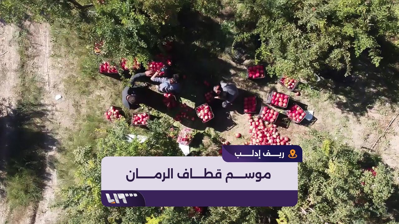 موسم قطاف الرمان في منطقة حوض العاصي غربي إدلب