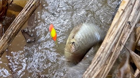 Câu Cá Rô Đồng Rất Nhiều Trong Con Kênh Nhỏ || Natural perch fishing