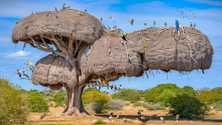 25 Most Incredible Bird Nests That Redefine Natural Architecture!