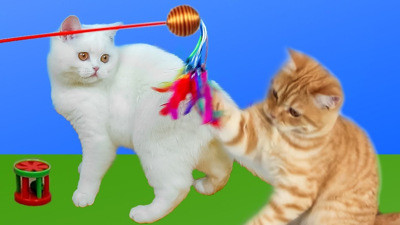 Chats Et Chatons Droles Miauler Compilation Hd Youtube