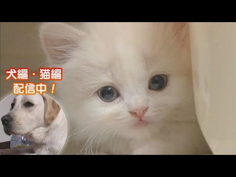 「どうぶつピース！！かわいい大図鑑」猫編（40）どうしても○○が苦手なんです 他