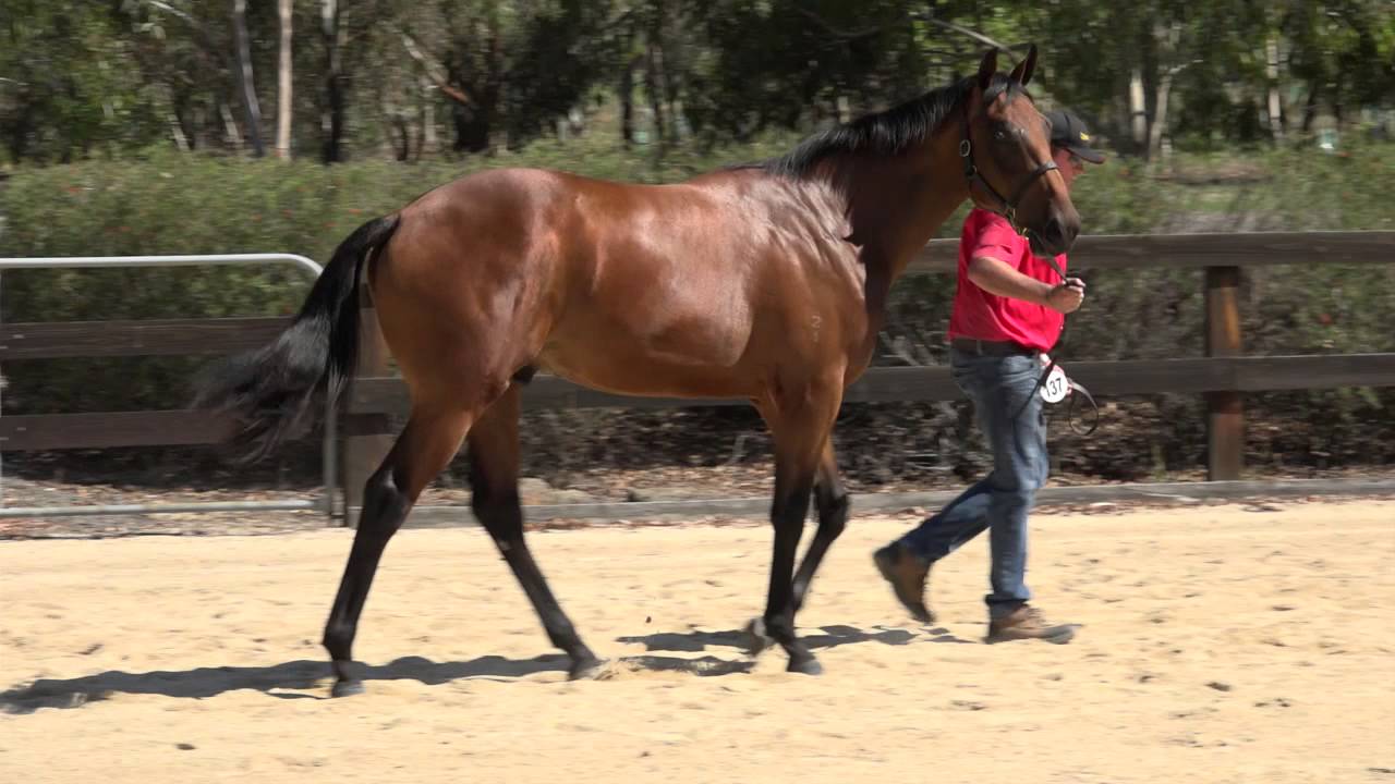 2016 Melbourne Premier LOT 137   DAISY HILL PRESENTS Americain x And Rock