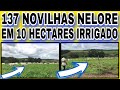 137 NOVILHAS NELORE EM 10 HECTARES IRRIGADO