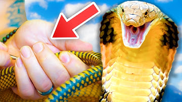 Dangerous King Cobra! What Did I Do To It?