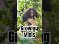 Growing Minis For The Dolls And The Humans Gardyn Hydroponic Garden Growing Veggies Inside
