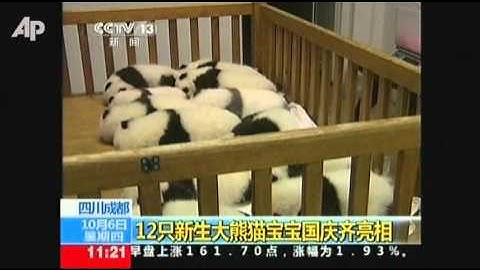 Raw Video: Newest Pandas on Display in China