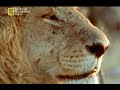 فیلم بیرحمی و شکار ، توسط دسته ای از شیرها ی گرسنه