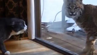 Cats gets scared by Wild Animals Compilation.